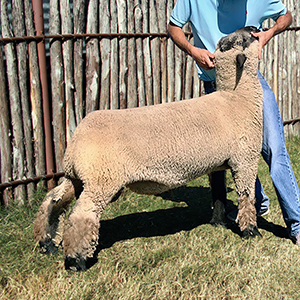 Rockin C Sires - 89