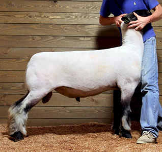 bad blood sire
